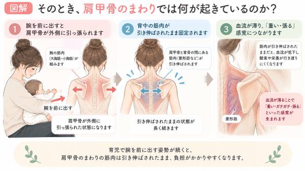 育児動作で肩甲骨周辺には何が起きているのか?